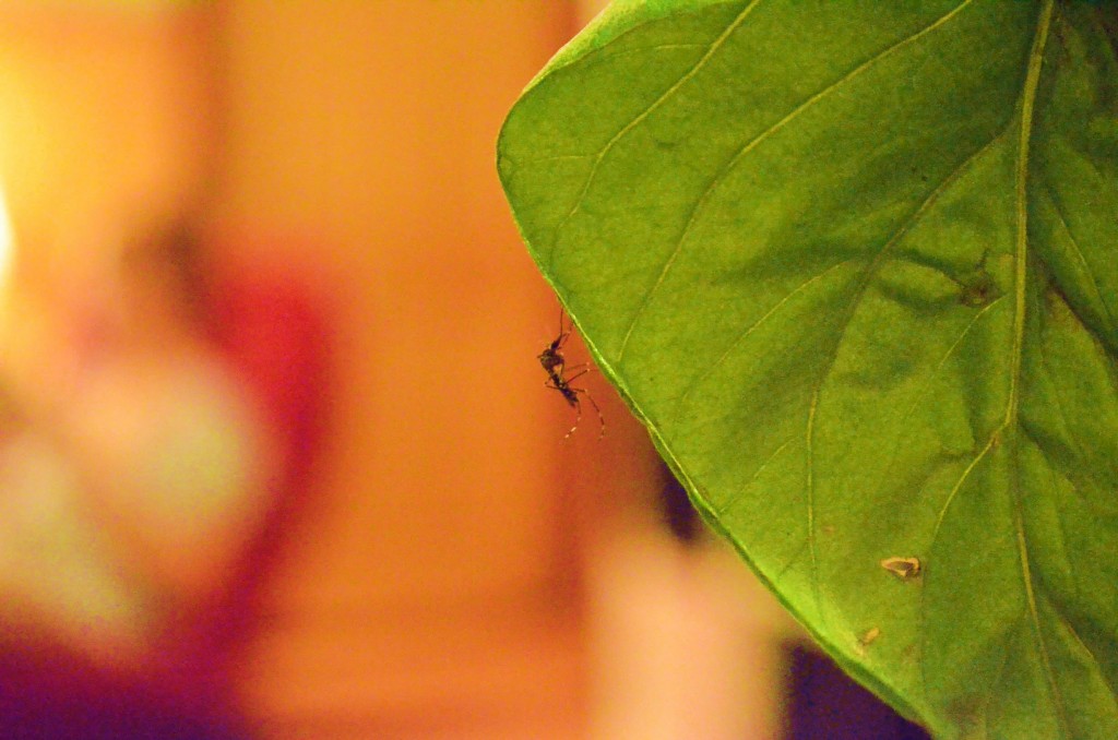 a mosquito waiting
